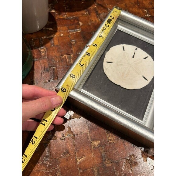 Framed Natural Starfish & Sand Dollar Set 15” X 9” Nautical Beach House Decor - Picture 4 of 6